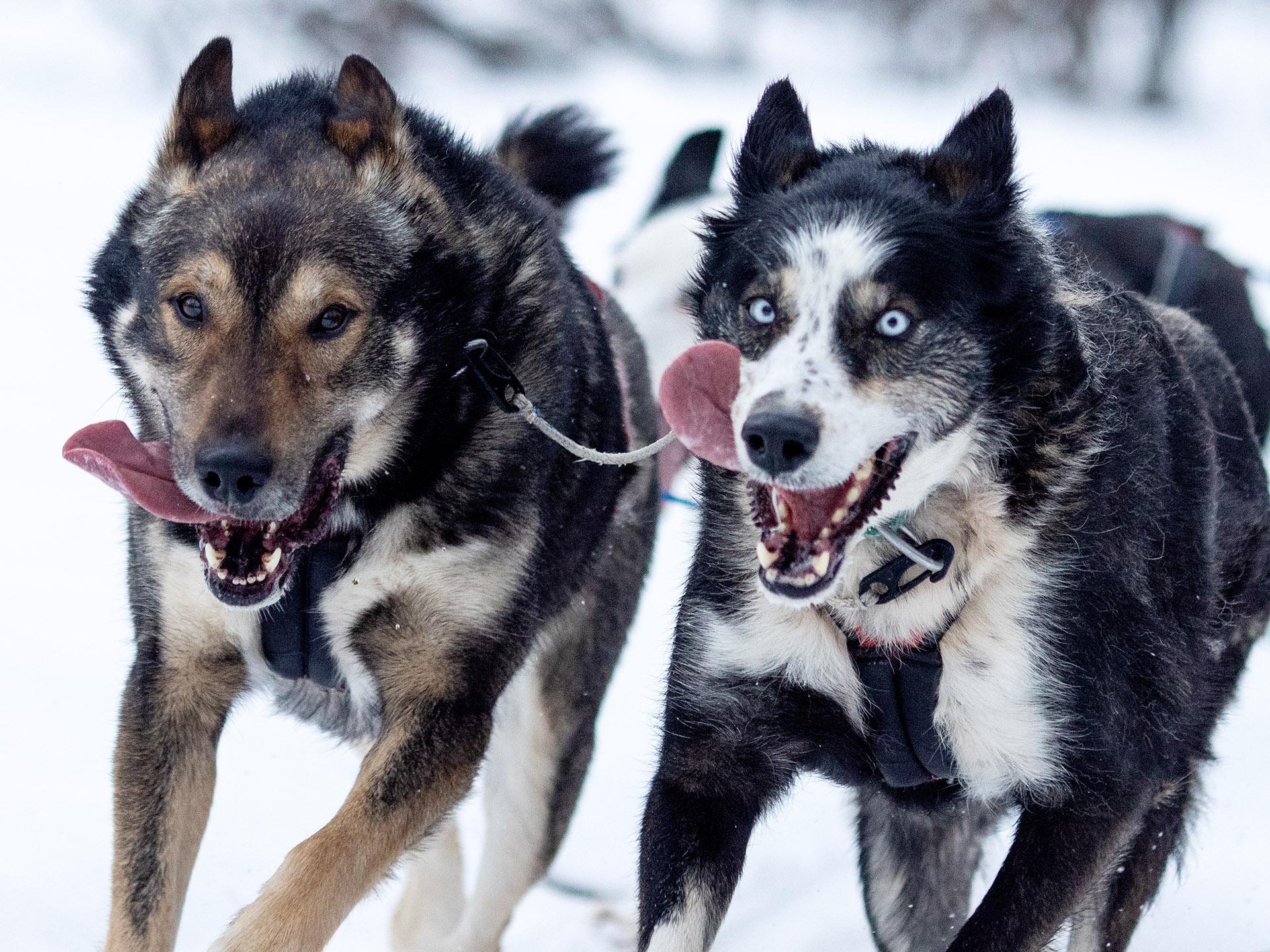 Bergbjørn Fjellservice – Hundekjøring dagstur