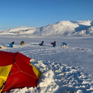 Toppturekspedisjon med hundespann, Bergbjørn Fjellservice