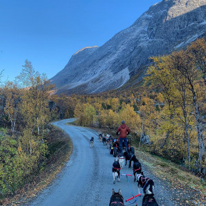 Hundekjøring med vogn med Bergbjørn Fjellservice