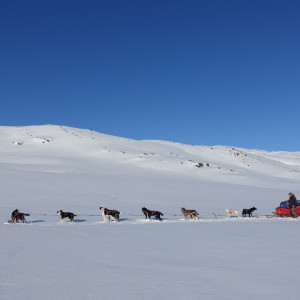 Huskytaxi med Bergbjørn Fjellservice