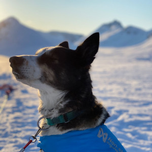 Overnattingstur med hundespann med Bergbjørn Fjellservice